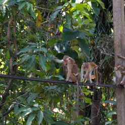 Pollonaruwa Monkey business Pollonaruwa monkeys